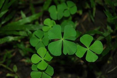 Marsilea crenata